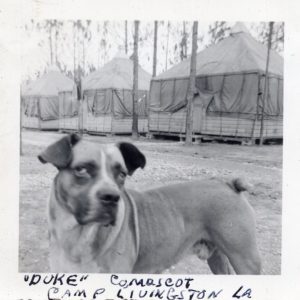 Photo of a dog in front of the tent shelters at Camp Livingston
